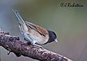 Junco hyemalis